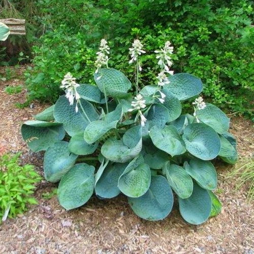 Hosta 'Abiqua Drinking Gourd' - Hosta 'Abiqua Drinking Gourd'